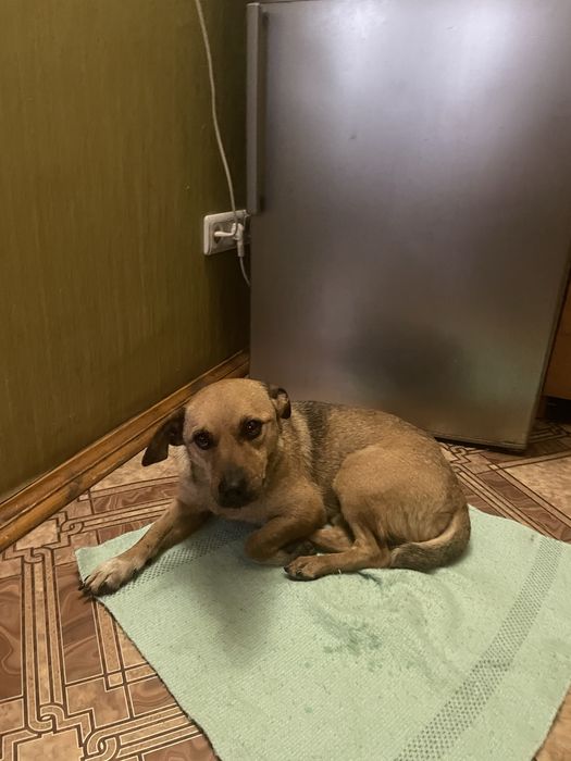 Тваринки безкоштовно