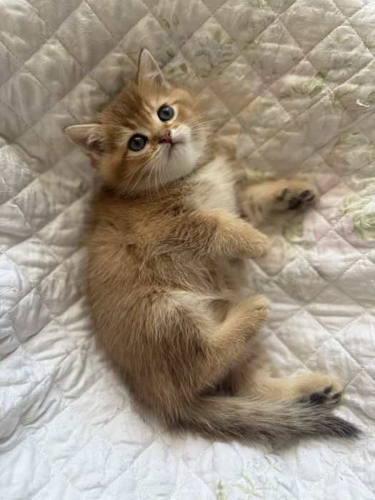 Гарнезний ведмедик золота шотландська шиншила хлопчик