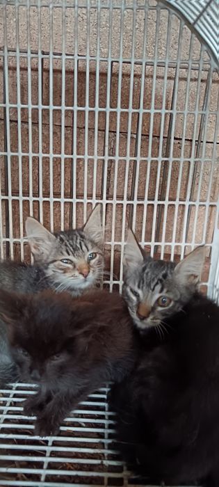 Gatinhos para adoção responsável