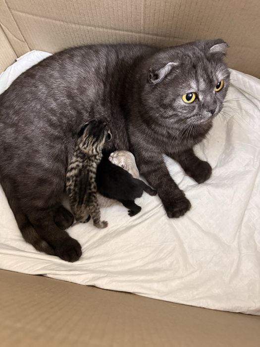 Кошенята шотландські висловухі й прямовухі