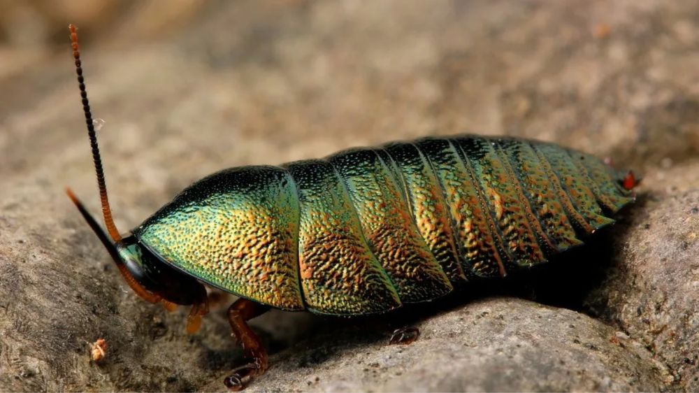 Изумрудные тараканы Corydidarum magnifica