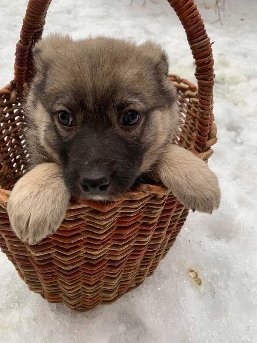 Песики в добрі руки