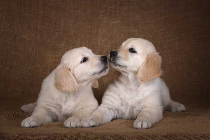 golden retriever szczeniak