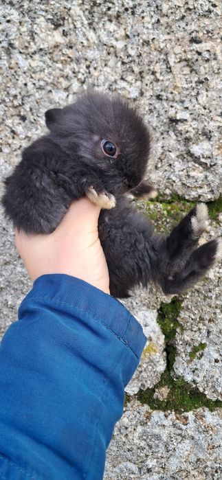 Coelho Anão Angora