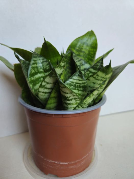 Planta Espada de São Jorge em Vaso Plástico 12 cm