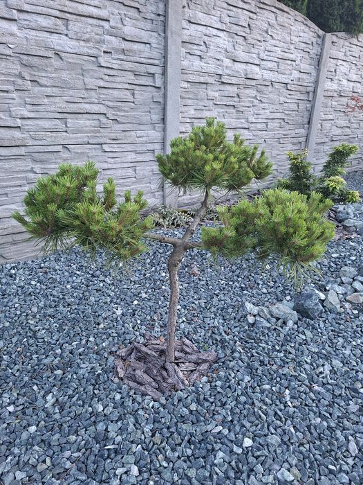 Iglak szczepiony na pniu Pinus Mugo Bambino