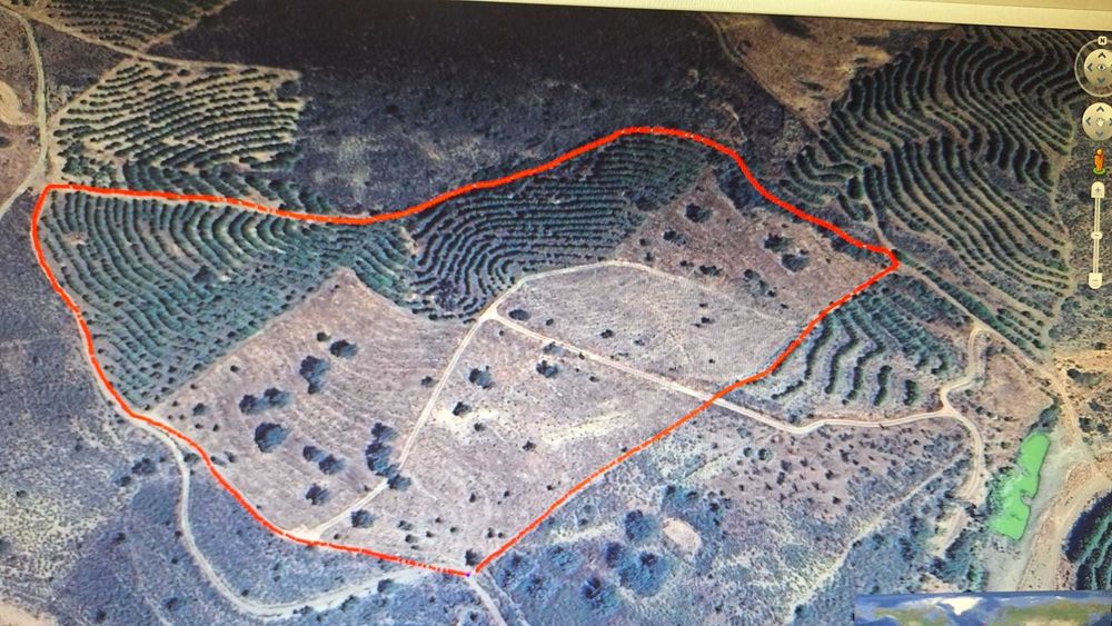Terreno florestal c/excelente rendimento
