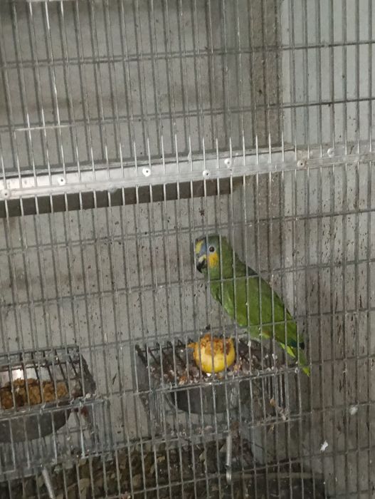 Vendo Amazona Amazonico