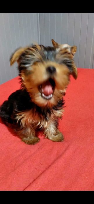 Yorkshire Terrier Macho pronto para nova familia