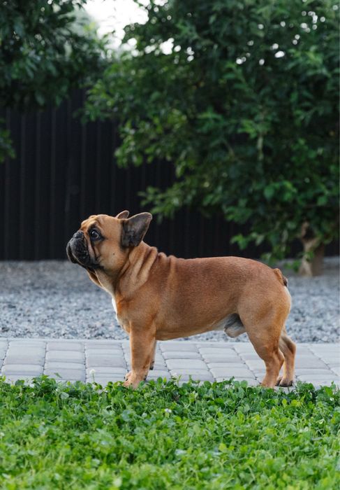 Французский бульдог ,вязка , питомник КСУ