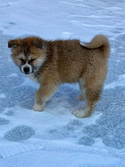 Szczeniaki Akita Inu