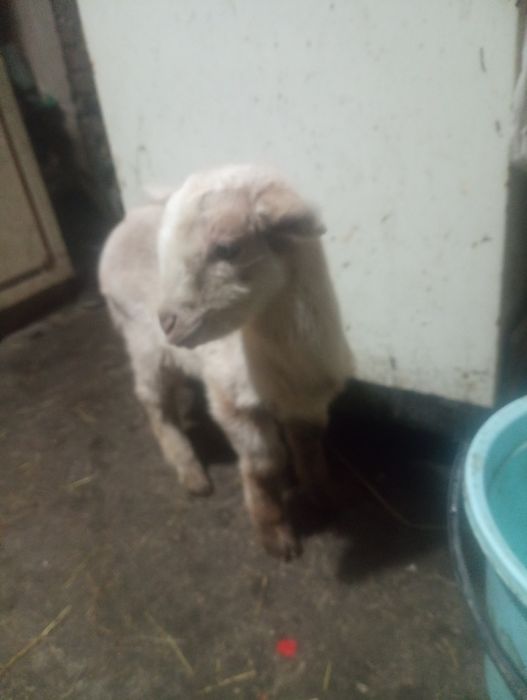 Продам Нубійця або обміняю на кізочку Нубійку