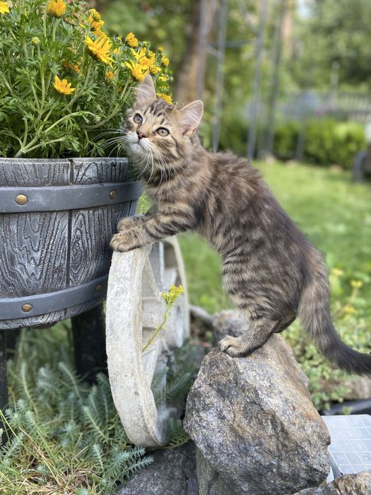 Кошенятка шукають домівку