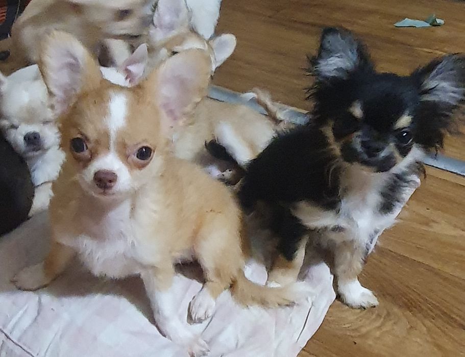 Щенки чихуахуа КСУ