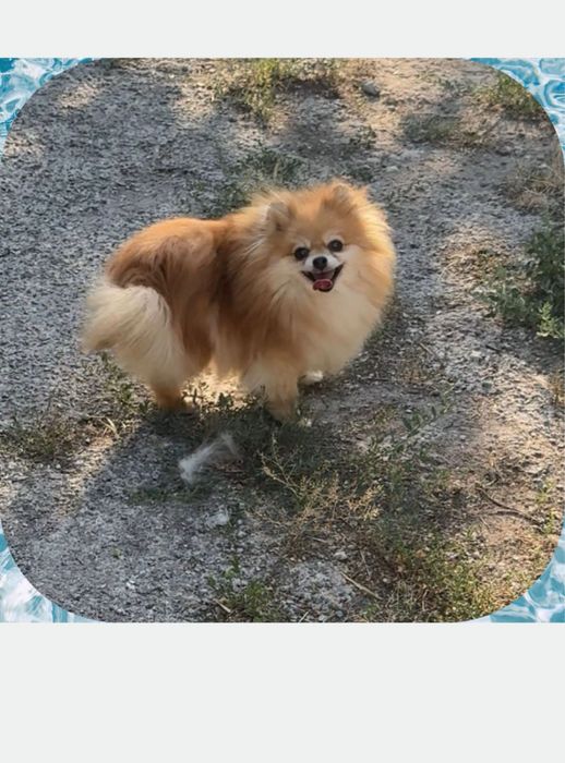 Дуже гарна дівчинка шпіц