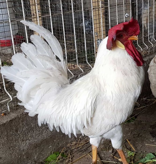 Ovos Galados de Galinhas