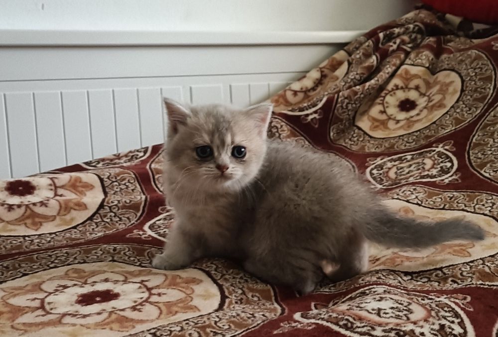 British Shorthair fêmea