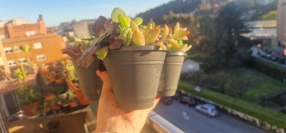 Suculentas em vaso triplo 20 un