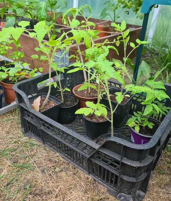 SADZONKI Pomidory TANIO 3 zł