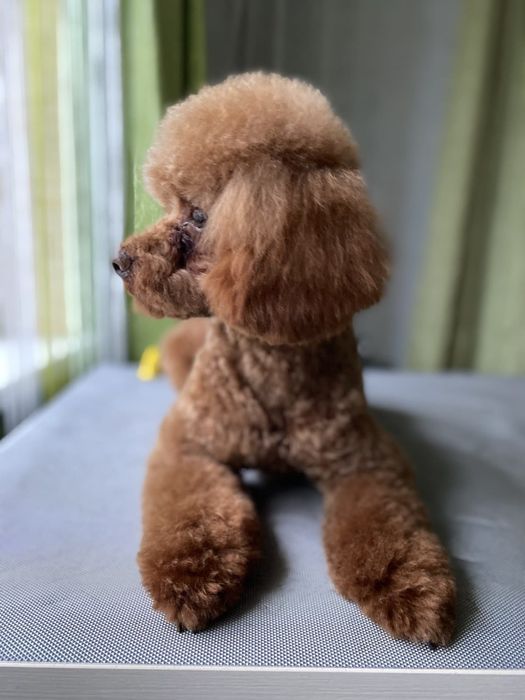 Той пудель в'язка