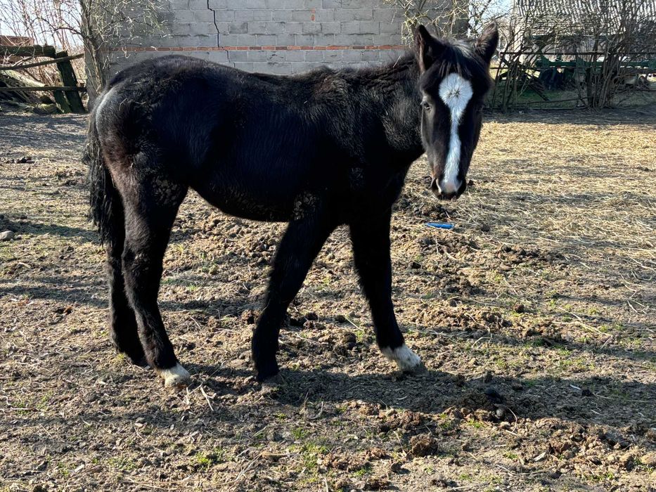 Koń ogier śląski roczny kary