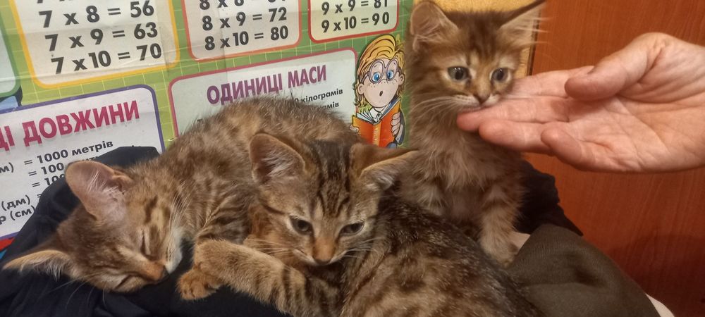 Продаємо кошенят
