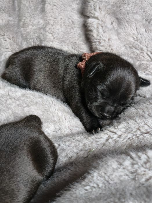 Staffordshire bull terrier,  Staffik