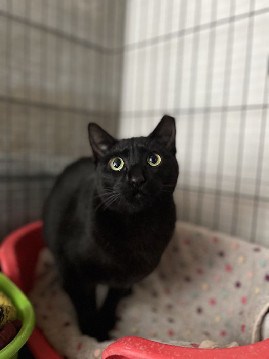 Princesa- A gatinha do rabo cortado!