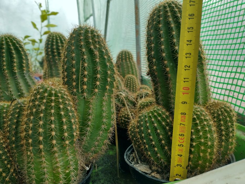 Kaktusy pilosocereus zestaw 10szt