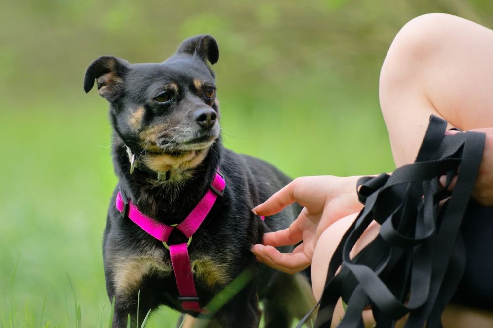 Malutka sunia Jessie szuka domu