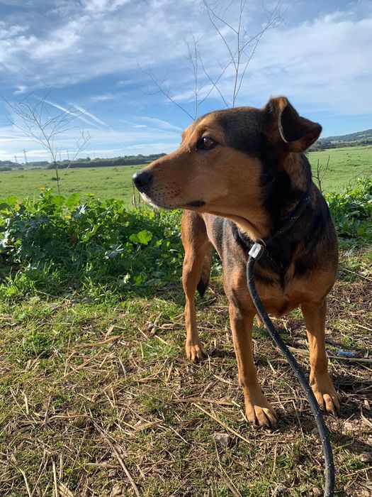 Bandida - cadela média para adoção