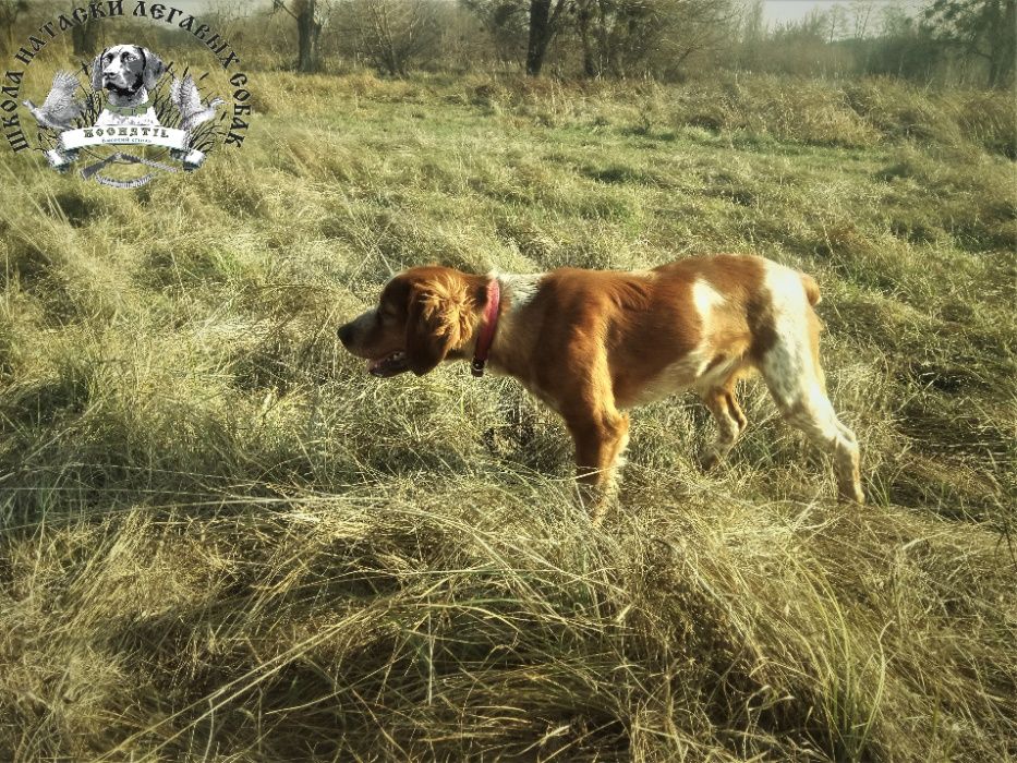 Дресирування мисливських собак/Дрессировка и натаска легавых собак