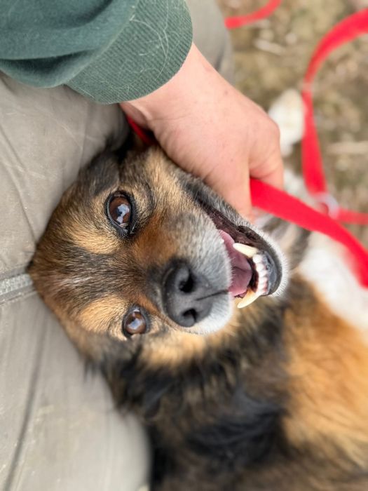 Czupakabra na czterech łapach barwny charakterem Pędzel do adopcji