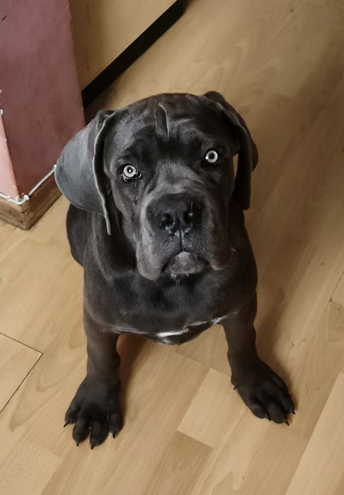 Кане Корсо італійський