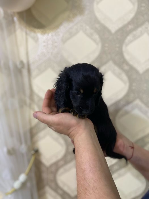 Довгошерста чорна такса