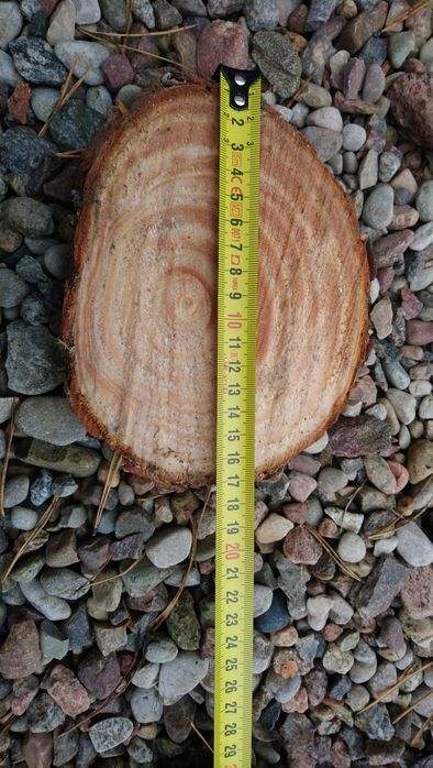 Plastry drewna krążki drewniane na stroiki i dekorację