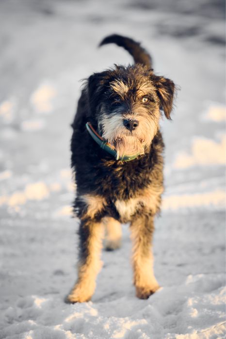 Oddam - zamienię, Rambo.