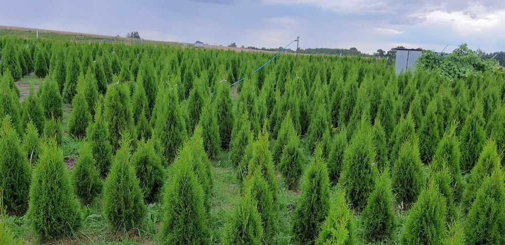 Tuja, tuje szmaragd 120-140 cm