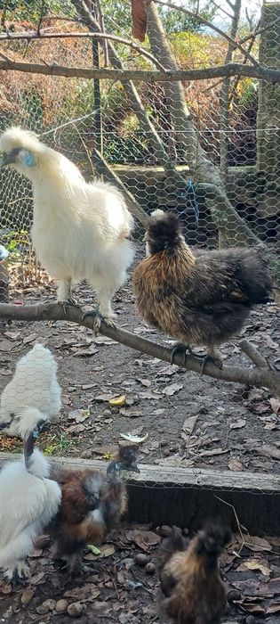 3 Sedosas do Japão (machos)