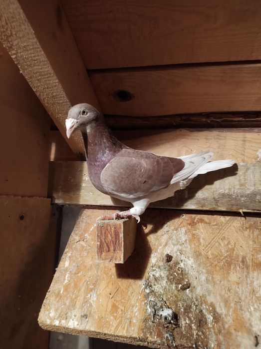 Gołębie pocztowe staropolskie