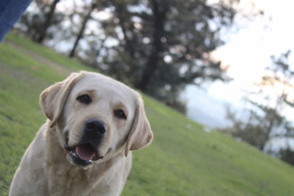 Labrador Retriever fêmea com Lop e afixo