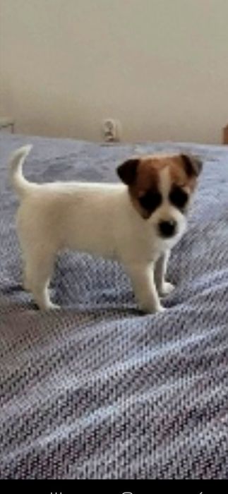 Jack Rusel Terier malutkie