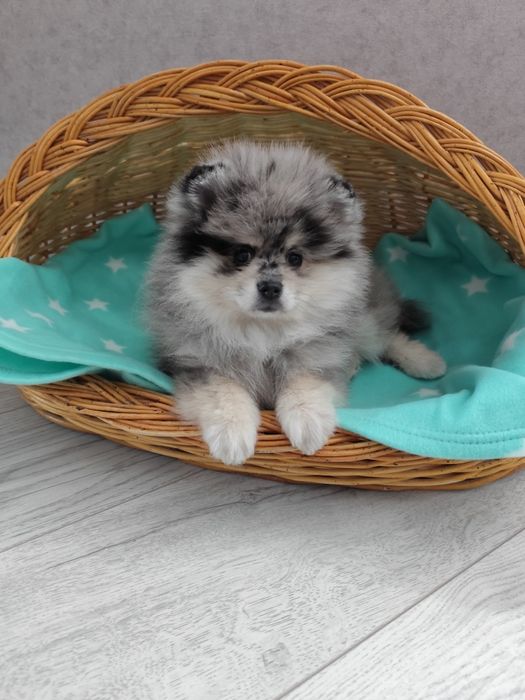 Рідкісна красуня- 2,5 міс