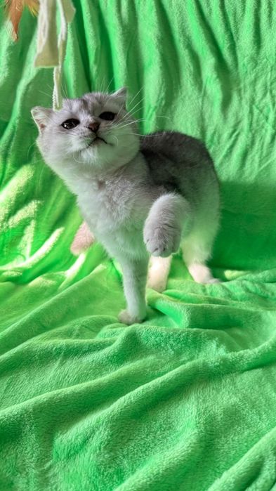 Macho scottish fold