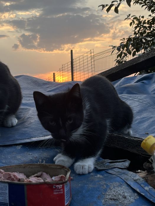 2 kotki do adopcji