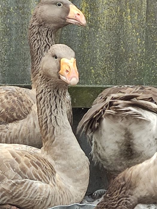 Яйца гусей комогоров