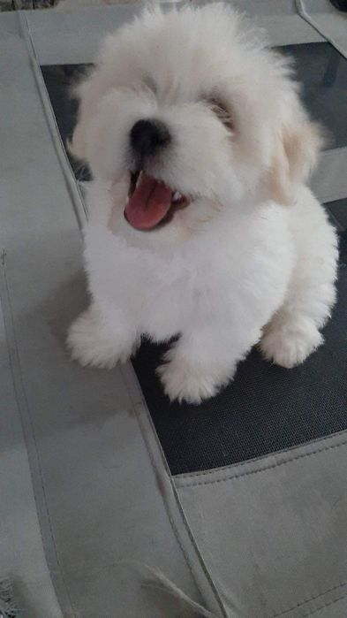 Cudowny Coton de tulear FCI