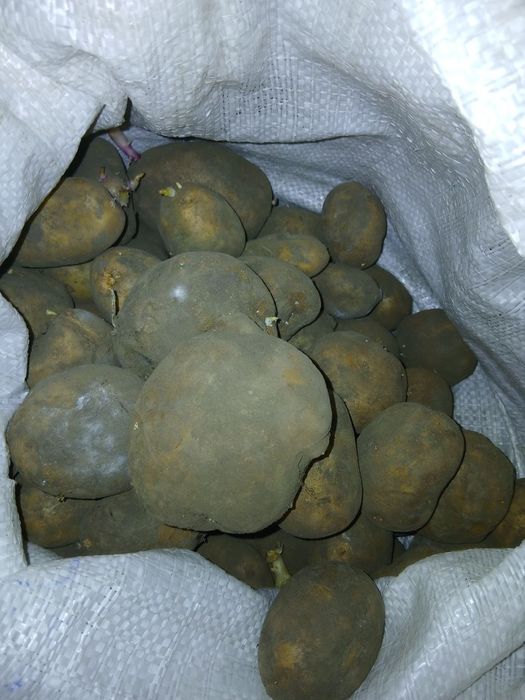 Картопля різних сортів