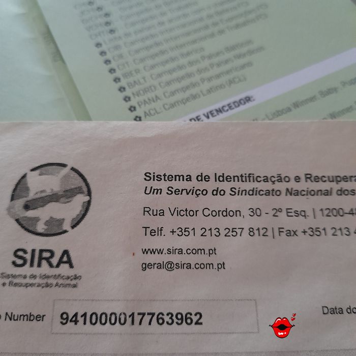 Pincher cavalinho fêmea