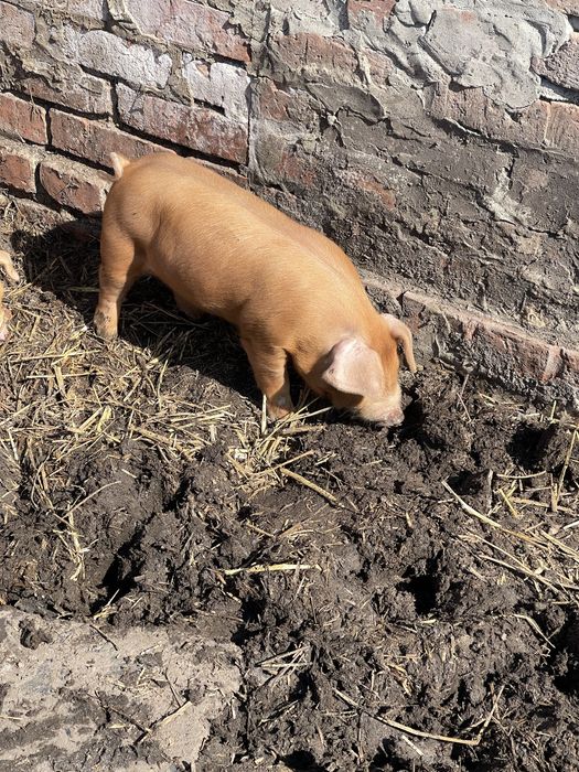 Поросята маленькі
